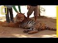 Tiger Temple Investigation and Issues