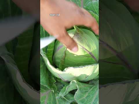 How to Grow Cabbage in Your Home Garden 🌱 | Fall Gardening Tips!