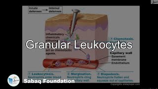Granular Leukocytes