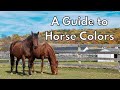 Identifying Unique Horse Colors and Features