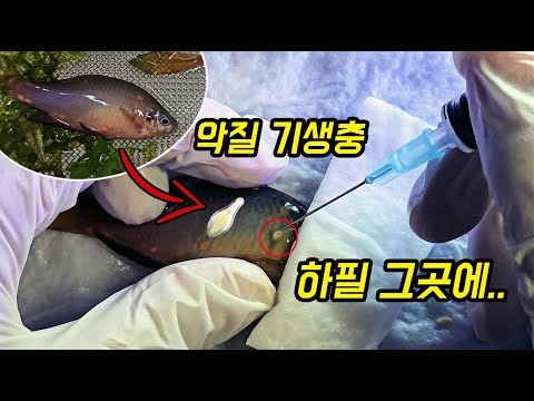 민물고기를 파 먹고 살아가는 기생충 수십 마리가 위험한 곳에 자리 잡았네요 정교한 제거가 필요합니다 [오브리더]