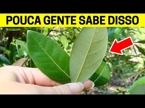 1 Folha Destrói Diabetes, Colesterol Ruim, Inflamações, Dor no Corpo e Pressão (Você sabia disso?)