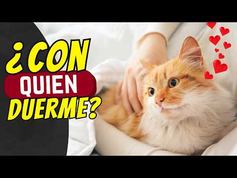 ¿Cómo eligen los gatos junto a quién duermen?