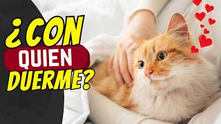 ¿Cómo eligen los gatos junto a quién duermen?
