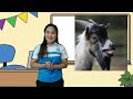 Animal Body Coverings and Their Purposes