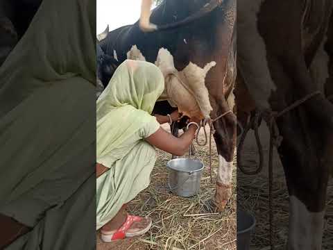 animals cow milking || narayan Indra vlogs #cowmilking #viral #trending #daily_life_video #short