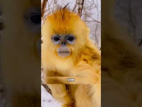 Эта обезьяна шокировала ученых😱