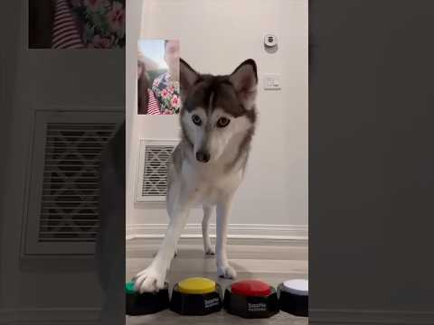 Cuando Sapphie la Pomsky hace videollamada mientras sus papás están de vacaciones... 📱🐾😂