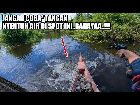 NGERI !!! MANCING SAAT RAWA BANJIR DISERANG RIBUAN IKAN TOMAN😱😱