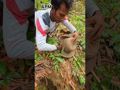 waw amazing nangkap burung Tengkek yang baru lepas dari sarangnya #shortvideo