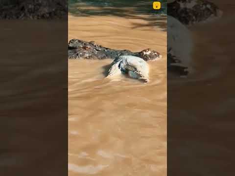 Crocodilo canibal. #conhecimento #animais #curiosidades