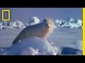 Polar Bear and Arctic Ecosystem Dynamics