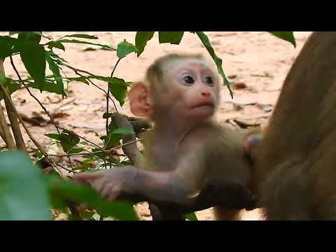 Baby Animals Showdown Cuteness Overload Guaranteed