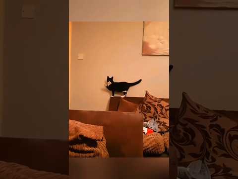 Cats are parodying us! Try not to smile #cat #cats #funny #reels #pets #catvideos #funnycats
