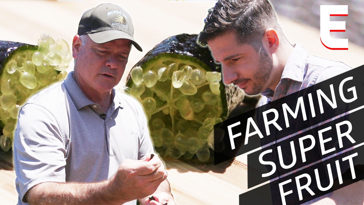 Shanley Farms Wants To Bring A Weird New Fruit To Your Grocery Store Shokunin