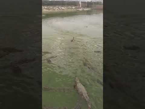 Lets feed some Black Duck to the Crocodiles