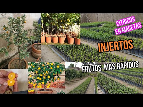 INJERTAR FRUTALES Y CITRICOS - Lo que nunca te contaron VIVERO  EL CEREZO