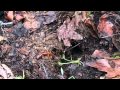 Salamander Biology and Habitats