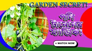 পলি টানেল না থাকলে এই গাছগুলো UK-তে বাঁচতো না! | পলি টানেলের আপডেট Poli Tunnel Benefit for plants?