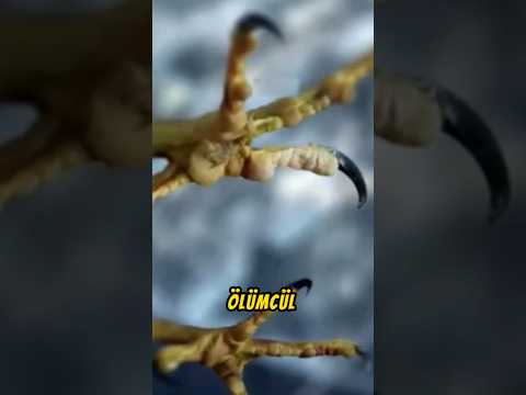 👉 AlacaŞahinPençesi👈 Dünyanın En Hızlı Kuşu#animals #birds #shortmovie #bilim #ilginç #science #bird