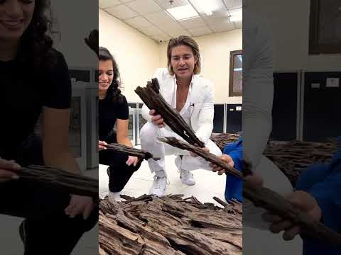 About 3 Million USD Worth Of OUD #jeremyfragrance #oud #agarwood #oudwood #me #wood #holz #expensive