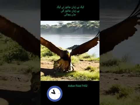 ایک بے زبان جانور نے ایک بے زبان جانور کو بچائیں#tilawatvoiceintheworld #status #youtubeshorts #cat