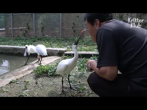 Released Bird Recognizes A Man Who Fostered Him When He Was Weak | Kritter Klub
