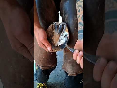 she is crying 😭😭😭 after her hoof was injured #horse #shorts #viralshorts #viralvideo