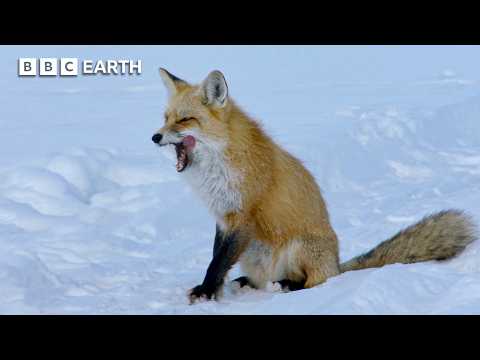 Fox vs Ice: Yellowstone's Frozen Hunt for Survival | BBC Earth