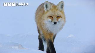 Fox vs Ice: Yellowstone’s Frozen Hunt for Survival | BBC Earth