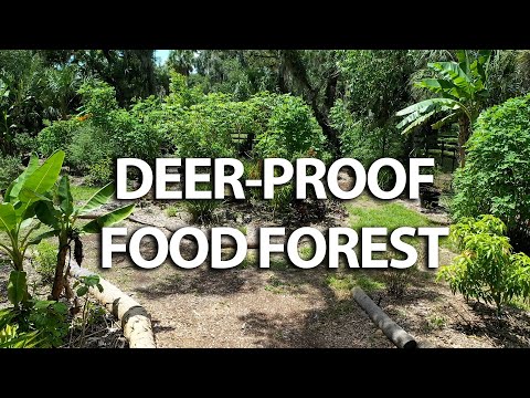 DEER-PROOF Food Forest in South Florida!