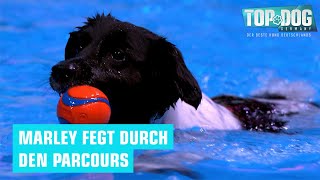 Er verliert die Orientierung😳 | Top Dog Germany