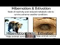 Animal Behavior and Environmental Responses
