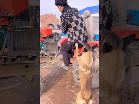 Dog saves 24 | Viral Gadgets, Smart Appliances, Kitchen Utensils/ Home Inventions #shorts #dog