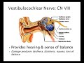 Cranial Nerves Functions and Features