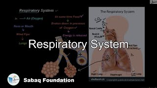 Respiratory system of Human