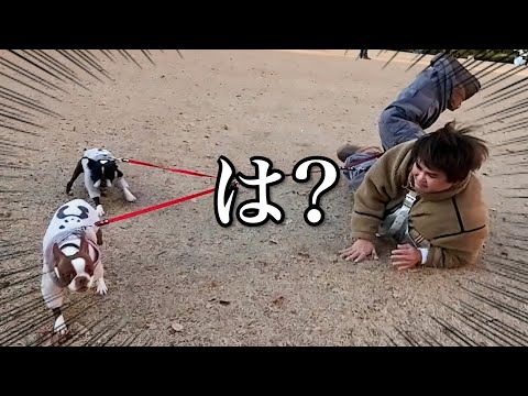 【意味不明】体重3桁のじんじんが犬の散歩で大負傷しました。