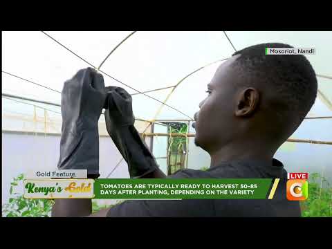 YouTube video thumbnail: Kenya's Gold - How Youths in Nandi County Are Transforming Tomato Farming