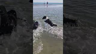 Mavie felice al mare #bordercollie #addestramentocani