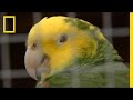 Cape Parrot Conservation Efforts