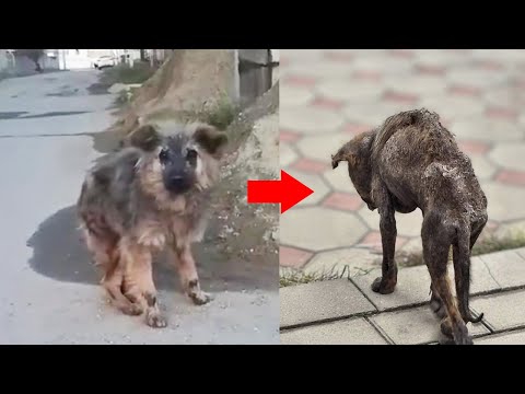 Try Not to Cry - After Just One Year, the Abandoned Dog Is No Longer Himself