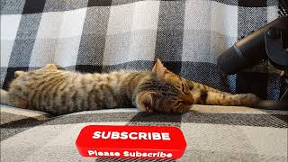 Cat purring