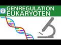 genregulation-eukaryoten/