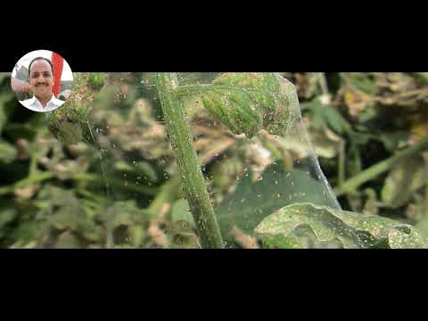 ازرع على السطح | وفر | واستفاد