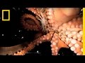 Cyia Octopus: Master of Disguise and Hunting