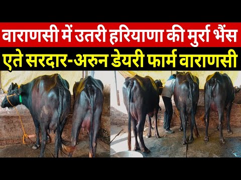 वाराणसी में उतरी हरियाणा की मुर्रा भैंस एते सरदार के यहां आई/murrah farm varanasi up/bhais farm up