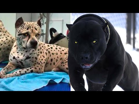7 RAÇAS DE CÃES MAIS TEMÍVEIS CRIADOS PELO HOMEM