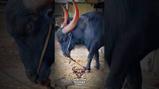 redyanchi zunj #shorts #ytshorts #bull