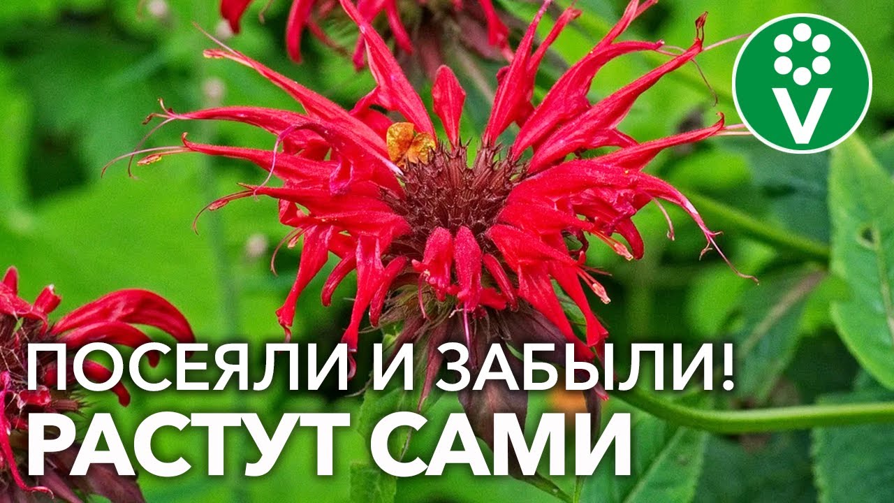 Эти многолетники вырастить проще простого! Только посейте дальше растут сами!