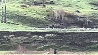 Grizzly & Cubs vs Wolf